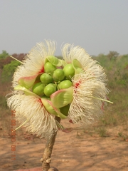 Caryocaraceae