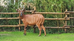 Tragelaphus eurycerus