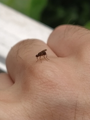 Nemopoda nitidula