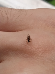 Nemopoda nitidula