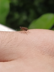 Nemopoda nitidula