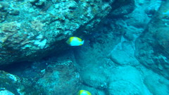 Hemitaurichthys polylepis