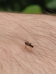 Nemopoda nitidula