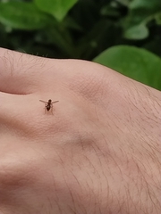 Nemopoda nitidula