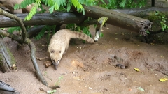 Nasua