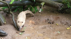 Nasua