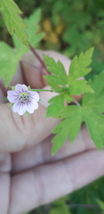 Geranium sibiricum