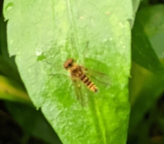 Chrysopilus fasciatus