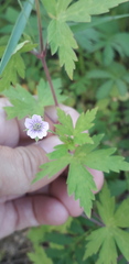 Geranium sibiricum