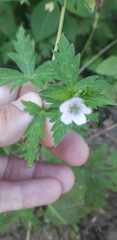 Geranium sibiricum