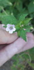 Geranium sibiricum