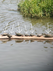 Trachemys scripta elegans