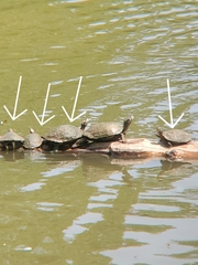 Trachemys scripta elegans