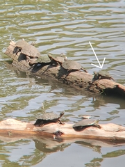 Trachemys scripta elegans