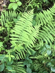 Deparia acrostichoides