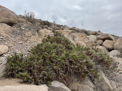 Heliotropium stenophyllum