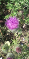 Cirsium vulgare