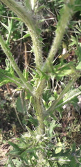Cirsium vulgare