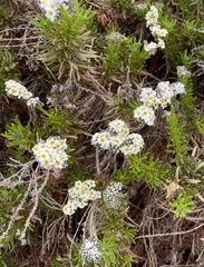 Heliotropium stenophyllum
