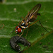 Stretched-foot Flies - Photo (c) ivanlau, some rights reserved (CC BY-NC), uploaded by ivanlau