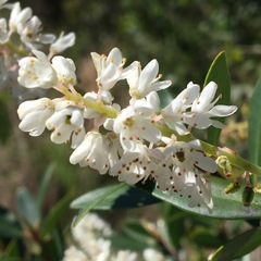 Cliftonia monophylla