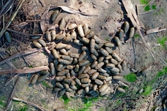 Hydrochoerus hydrochaeris