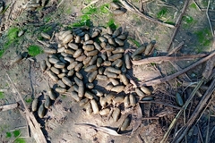 Hydrochoerus hydrochaeris