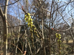 Stachyurus praecox