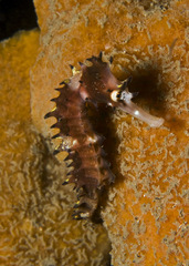 Hippocampus histrix