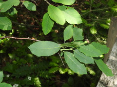 Amelanchier bartramiana