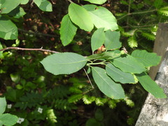Amelanchier bartramiana