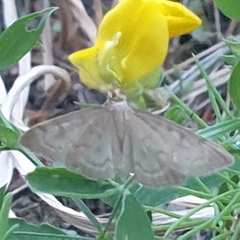 Anania fuscalis