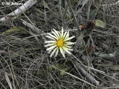 Noticastrum