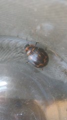 Platyphora congregata