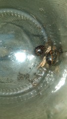 Platyphora congregata