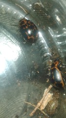 Platyphora congregata