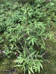 Picea brachytyla complanata
