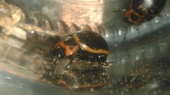 Platyphora congregata