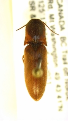 Agriotes tardus