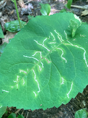 Scrobipalpula manierreorum