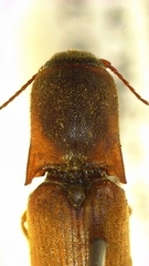 Agriotes tardus