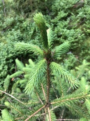 Picea brachytyla complanata
