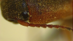 Agriotes tardus