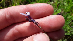 Linaria amethystea amethystea