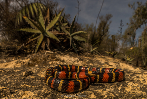 Tamaulipan Milksnake