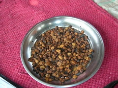 Madhuca longifolia latifolia