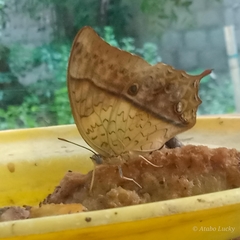 Charaxes varanes vologeses