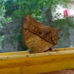 Charaxes varanes vologeses