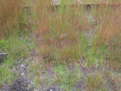 Festuca filiformis