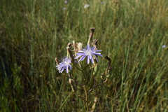 Lactuca tatarica